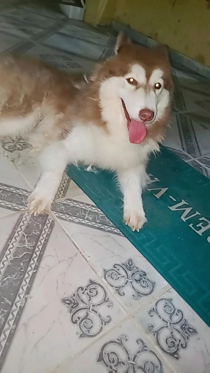 Cachorro raça Yorkshire idade 1 ano nome ELAINE CRISTINA SILVA DE ARAUJO