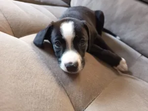 Cachorro raça SRD-ViraLata idade 2 a 6 meses nome Pretinho