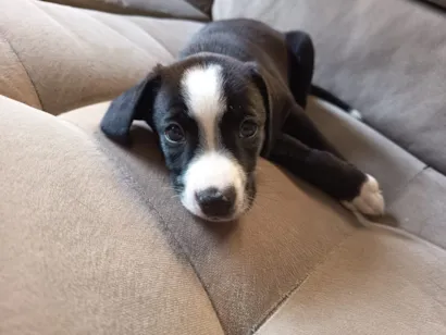 Cachorro raça SRD-ViraLata idade 2 a 6 meses nome Pretinho