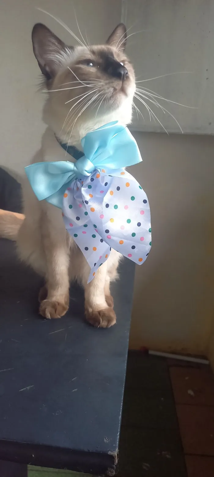 Gato raça Siamês idade 7 a 11 meses nome Bob marley