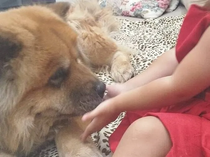 Cachorro raça Chow Chow idade 6 ou mais anos nome JADE