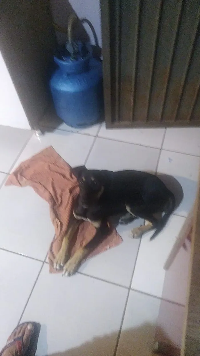 Cachorro raça SRD-ViraLata idade 2 a 6 meses nome Pandora 