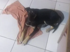 Cachorro raça SRD-ViraLata idade 2 a 6 meses nome Pandora 