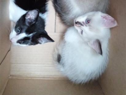 Gato raça SRD-ViraLata idade 2 a 6 meses nome Mia , lala e lila