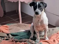 Cachorro raça Dálmata idade 7 a 11 meses nome Kyla 