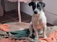 Cachorro raça Dálmata idade 7 a 11 meses nome Kyla 