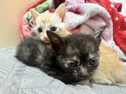 Gato raça SRD-ViraLata idade Abaixo de 2 meses nome Diana e Caleb