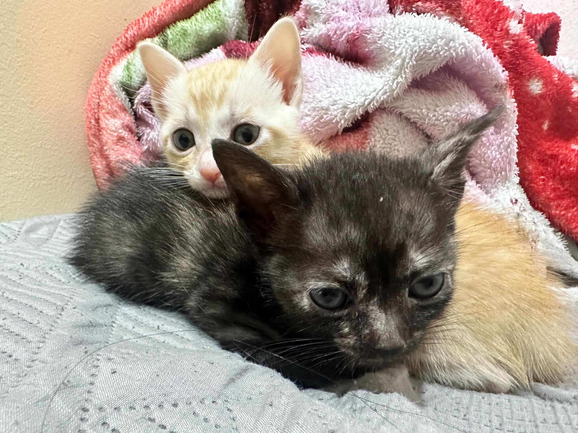 Gato raça SRD-ViraLata idade Abaixo de 2 meses nome Diana e Caleb