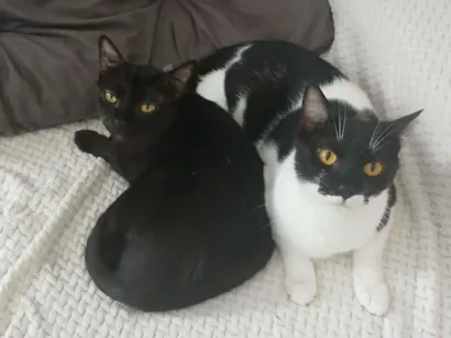 Gato raça SRD-ViraLata idade 4 anos nome Pretinha e Frajola