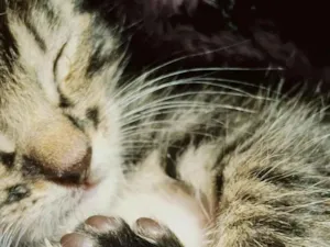 Gato raça SRD-ViraLata idade 2 a 6 meses nome Bigode 