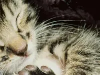 Gato raça SRD-ViraLata idade 2 a 6 meses nome Bigode 