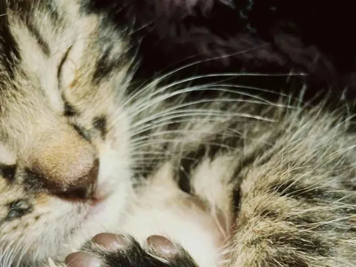 Gato raça SRD-ViraLata idade 2 a 6 meses nome Bigode 