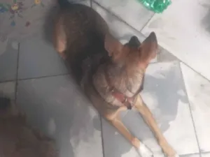 Cachorro raça Yorkshire idade Abaixo de 2 meses nome Adriano Monteiro