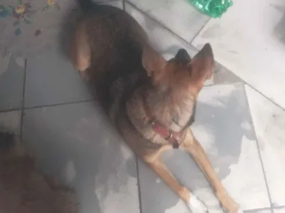 Cachorro raça Yorkshire idade Abaixo de 2 meses nome Adriano Monteiro