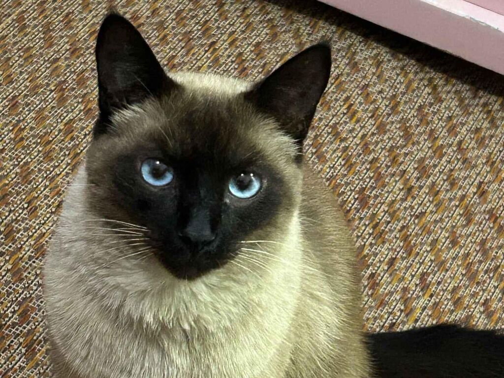 Gato raça SRD-ViraLata idade 3 anos nome Zeca