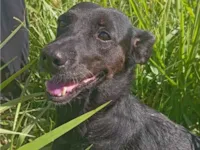 Cachorro raça SRD-ViraLata idade 4 anos nome BABETE