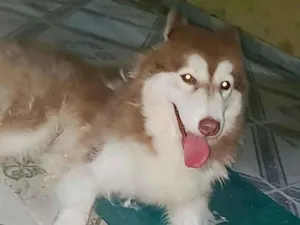 Cachorro raça Yorkshire idade 1 ano nome ELAINE CRISTINA SILVA DE ARAUJO