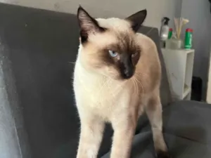 Gato raça Siamês idade 2 a 6 meses nome Gato Siamês 