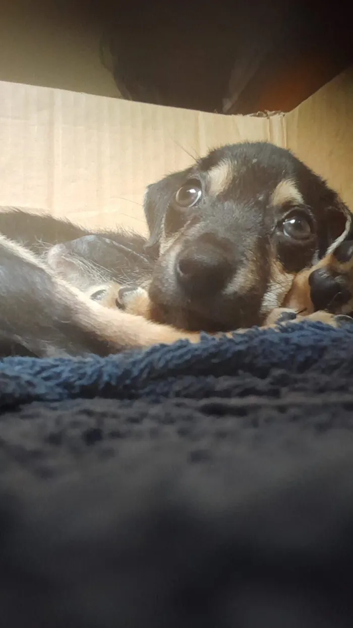 Cachorro raça SRD-ViraLata idade Abaixo de 2 meses nome Sem nome