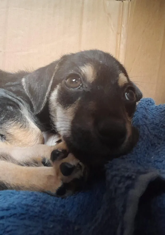 Cachorro raça SRD-ViraLata idade Abaixo de 2 meses nome Sem nome