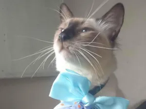 Gato raça Siamês idade 7 a 11 meses nome Bob marley