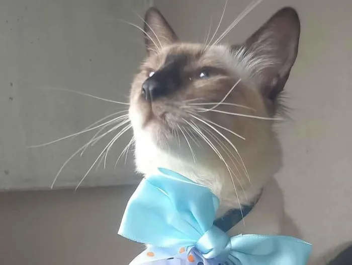 Gato raça Siamês idade 7 a 11 meses nome Bob marley