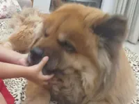 Cachorro raça Chow Chow idade 6 ou mais anos nome JADE