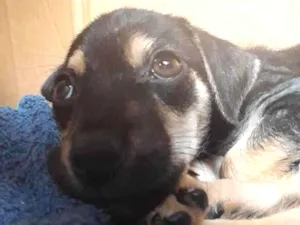 Cachorro raça SRD-ViraLata idade Abaixo de 2 meses nome Sem nome