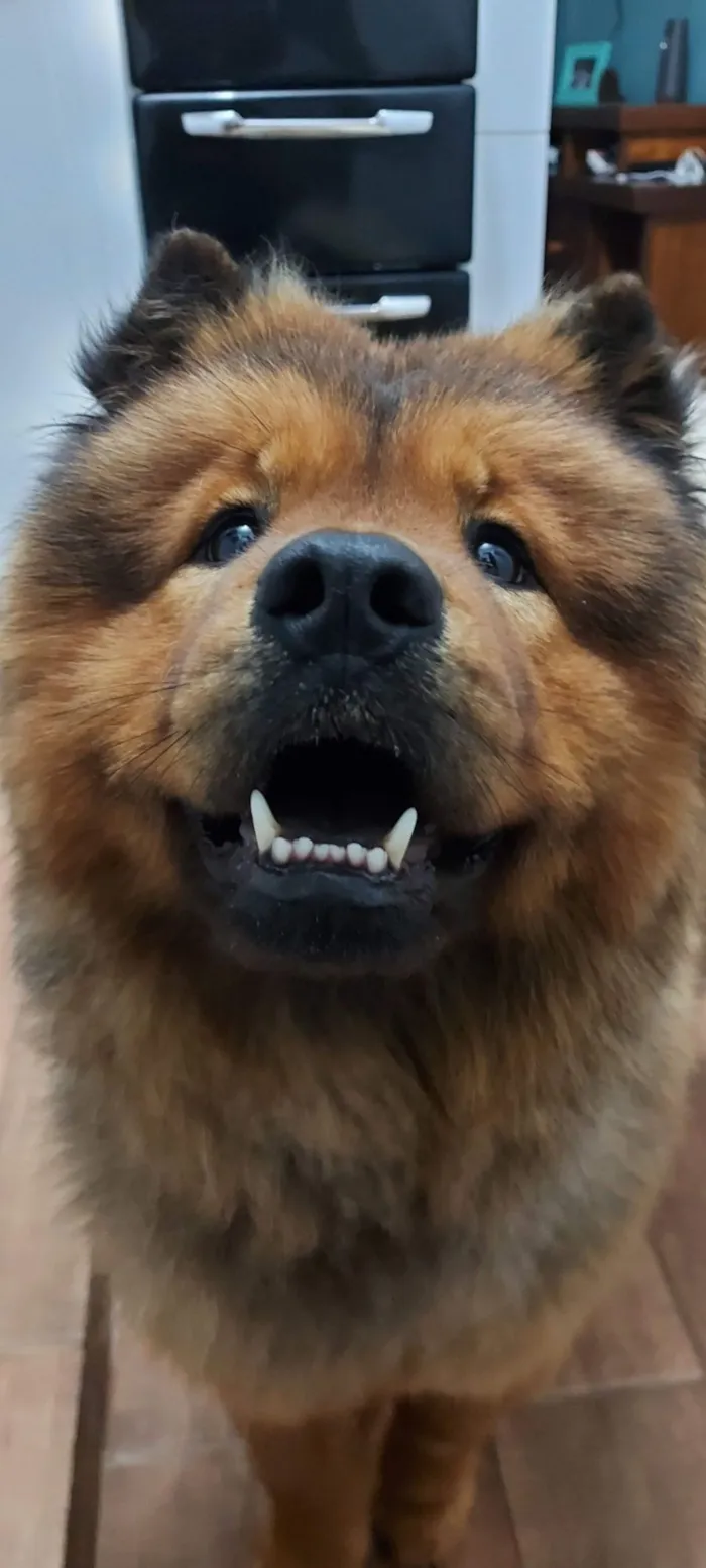 Cachorro raça Chow Chow idade 4 anos nome chewbacca