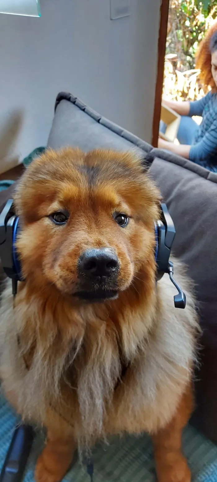 Cachorro raça Chow Chow idade 4 anos nome chewbacca