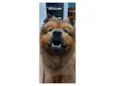 Cachorro raça Chow Chow idade 4 anos nome chewbacca