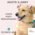 Cachorro raça SRD-ViraLata idade 2 anos nome Anny