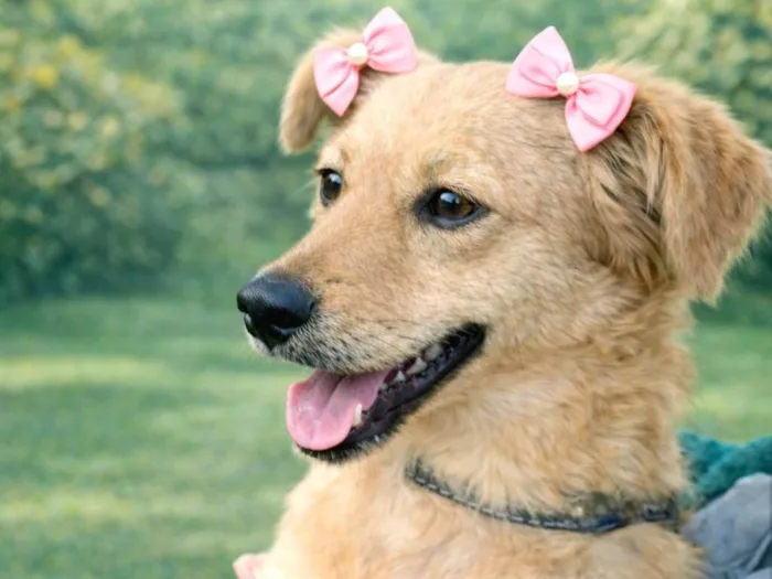 Cachorro raça SRD-ViraLata idade 2 anos nome Anny