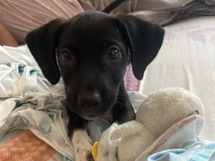 Cachorro raça SRD-ViraLata idade 2 a 6 meses nome Sem nome