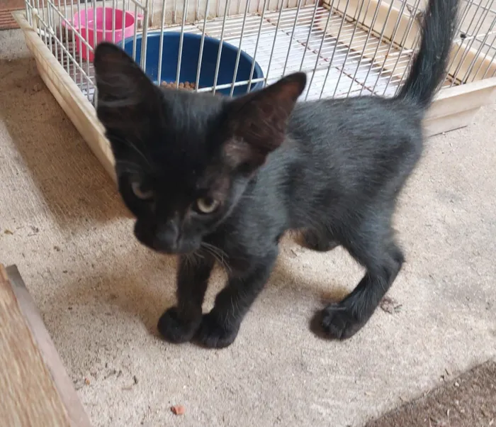 Gato raça SRD-ViraLata idade 2 a 6 meses nome RJ 