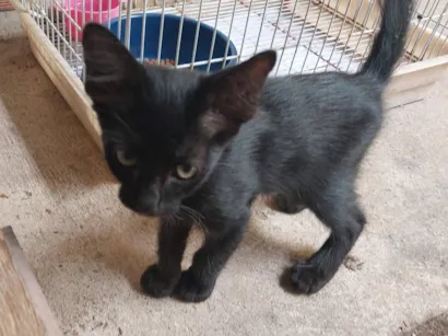 Gato raça SRD-ViraLata idade 2 a 6 meses nome RJ 