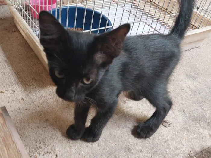 Gato raça SRD-ViraLata idade 2 a 6 meses nome RJ 