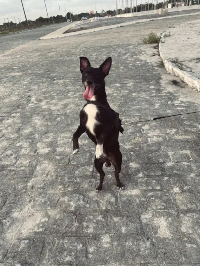 Cachorro raça SRD-ViraLata idade 6 ou mais anos nome Pitoco