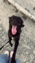 Cachorro raça SRD-ViraLata idade 5 anos nome Oliver 