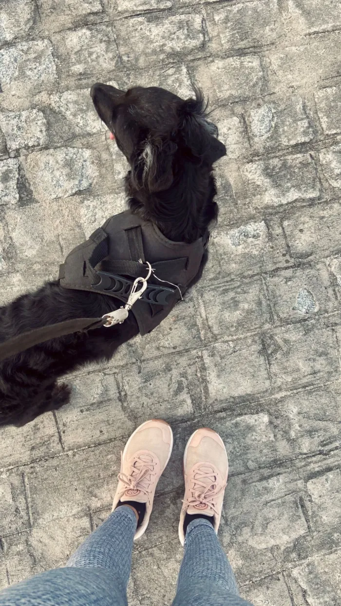 Cachorro raça SRD-ViraLata idade 5 anos nome Oliver 