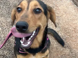 Cachorro raça SRD-ViraLata idade 7 a 11 meses nome Jade 