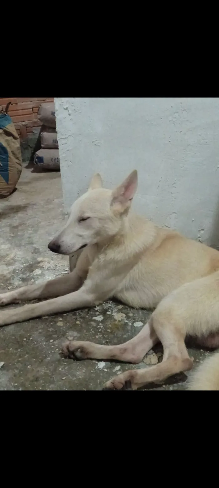 Cachorro raça Pastor Alemão idade 3 anos nome Fubá 