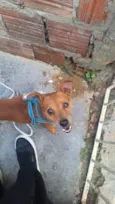 Cachorro raça Pinscher idade 5 anos nome Procura-se Tutor