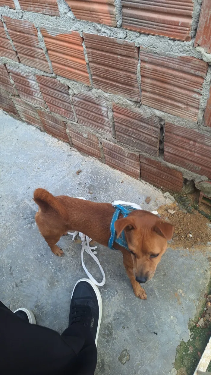 Cachorro raça Pinscher idade 5 anos nome Procura-se Tutor