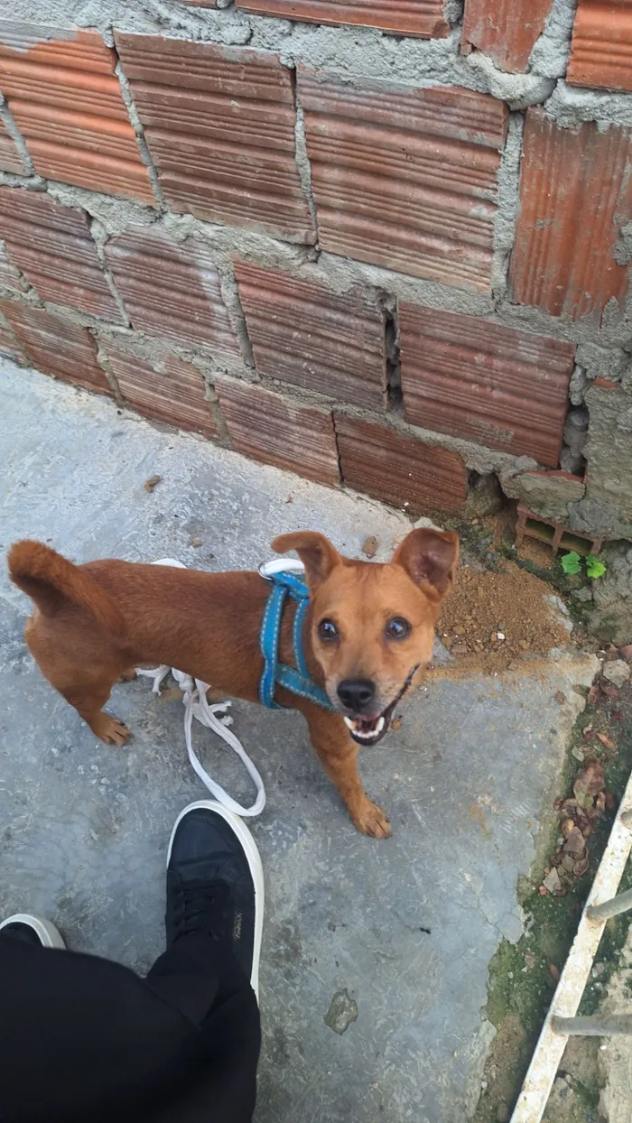 Cachorro raça Pinscher idade 5 anos nome Procura-se Tutor