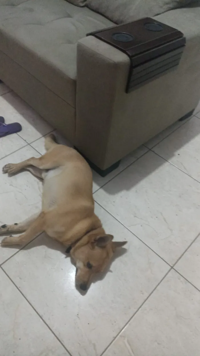 Cachorro raça SRD-ViraLata idade 5 anos nome Tedy