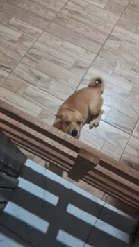 Cachorro raça SRD-ViraLata idade 5 anos nome Tedy