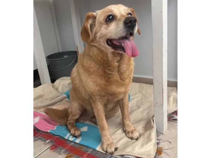 Cachorro raça SRD-ViraLata idade 6 ou mais anos nome Goldinha