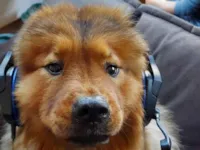 Cachorro raça Chow Chow idade 4 anos nome chewbacca