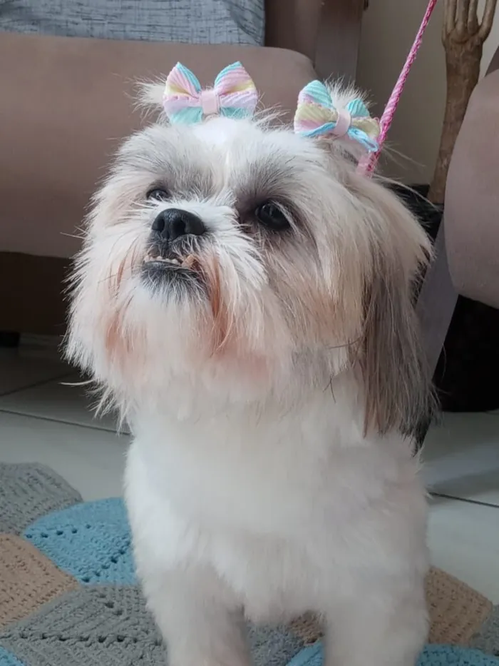 Cachorro raça Shitzu idade 3 anos nome Luma